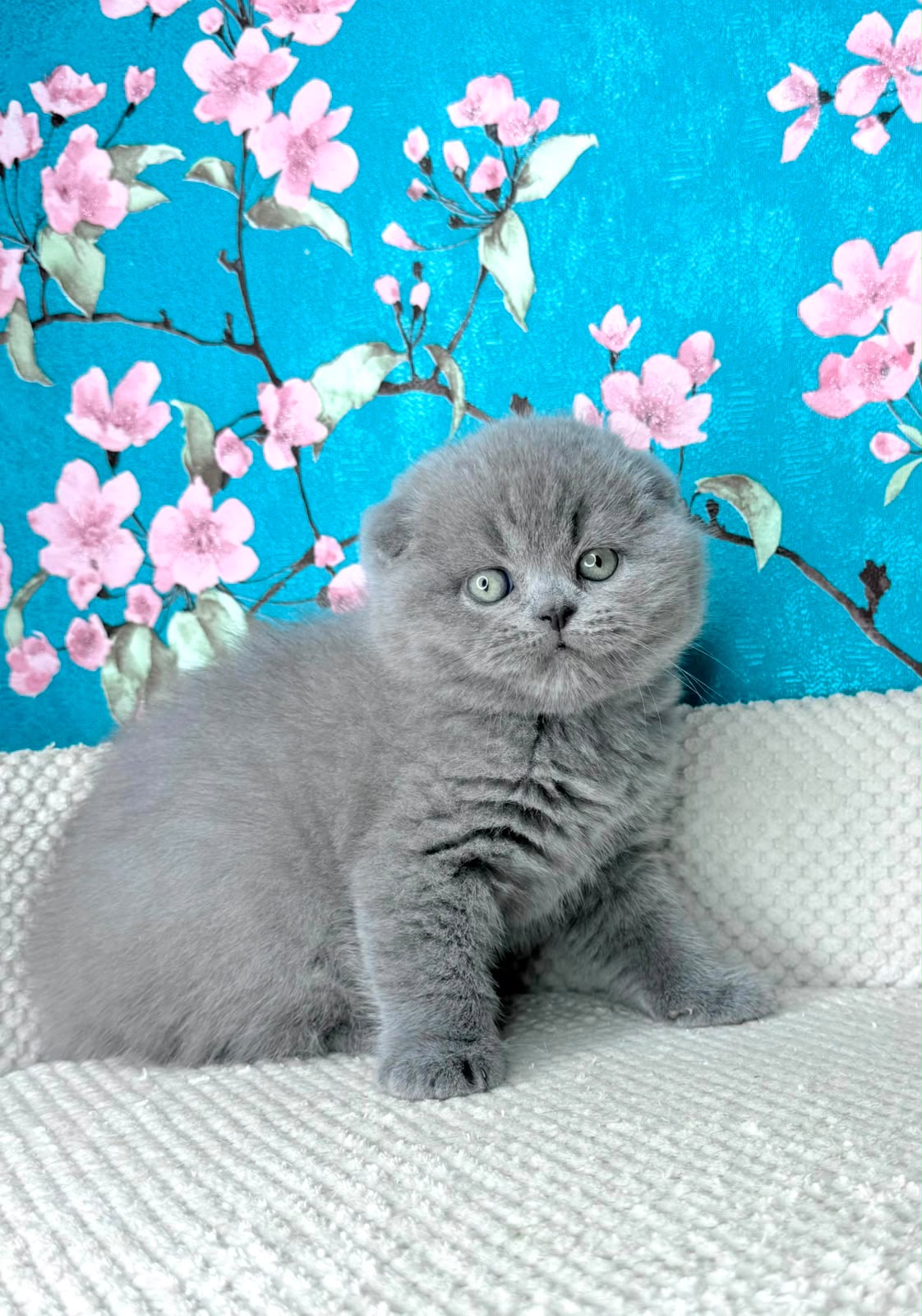 scottish blue