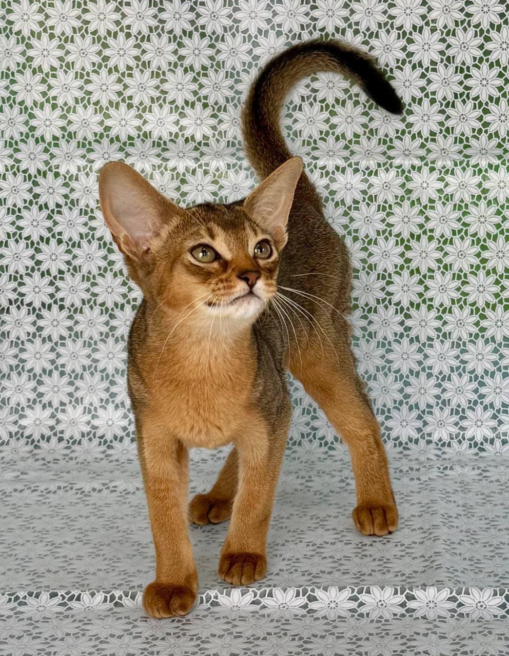 abyssinian