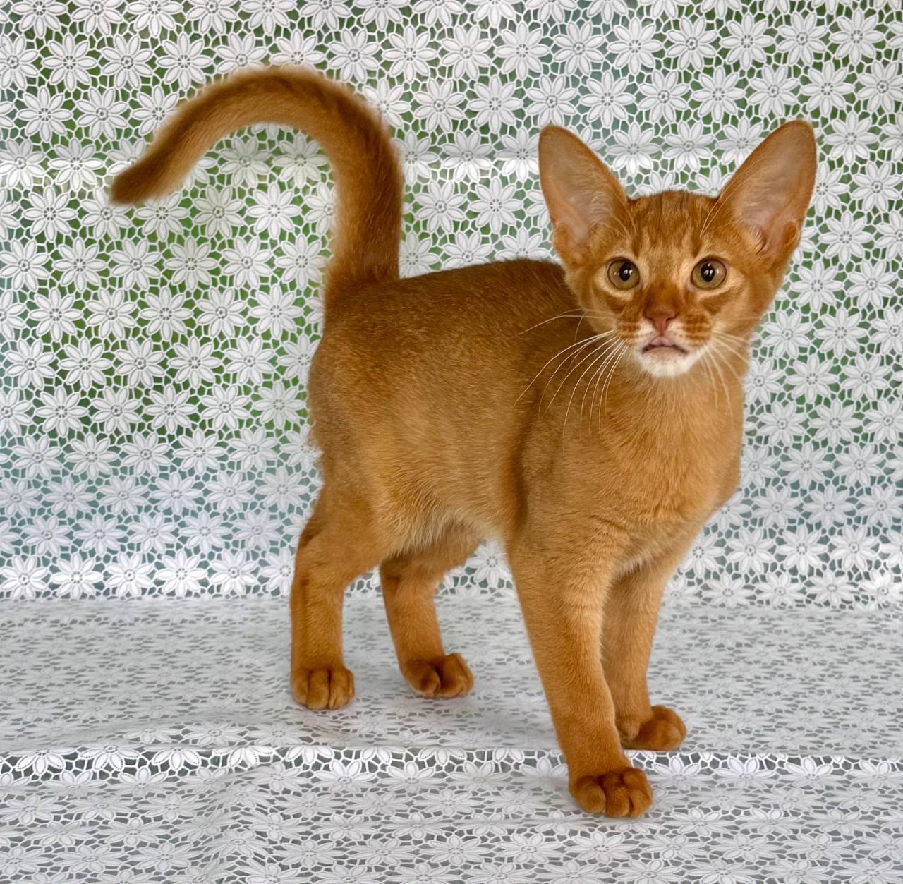 abyssinian