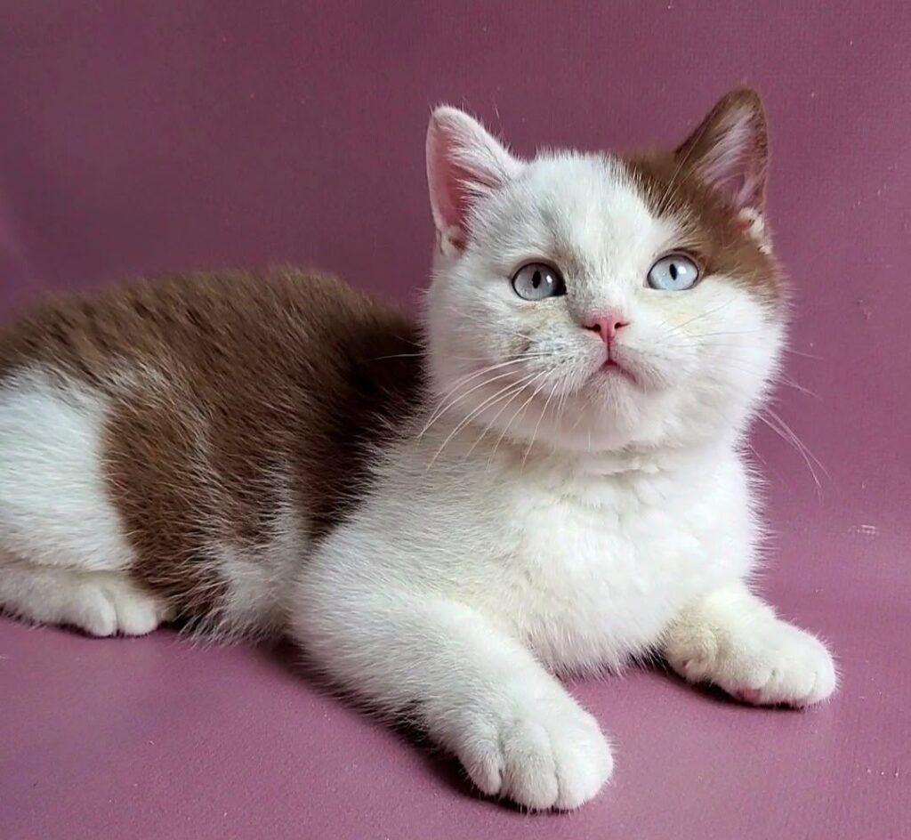 Vito – Male