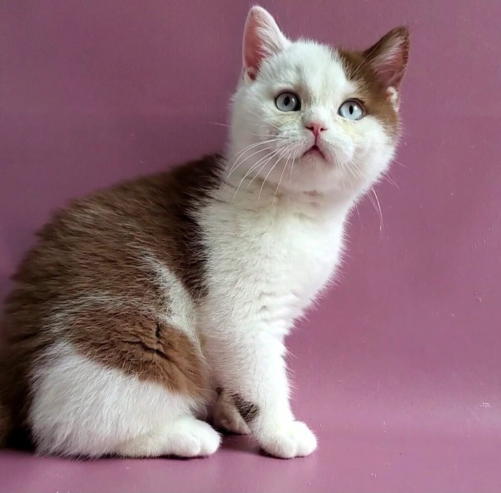 Vito – Male