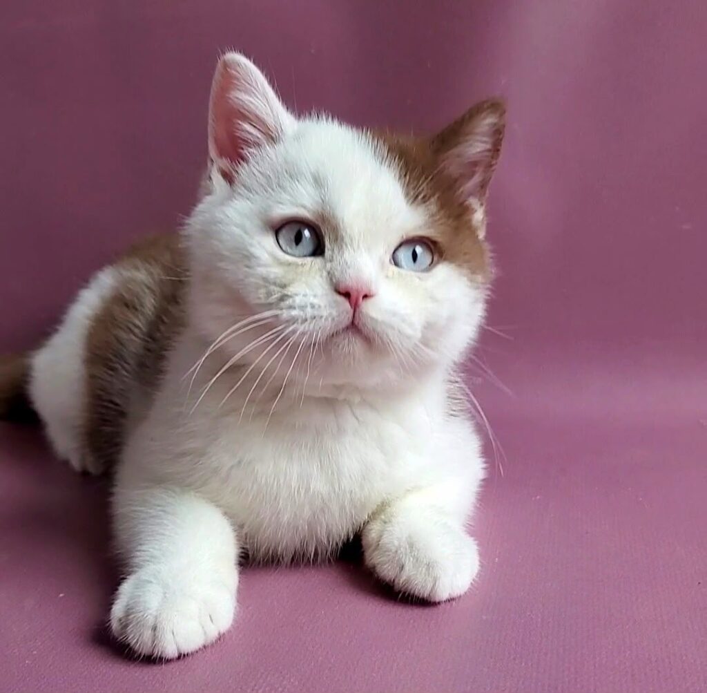 Vito – Male
