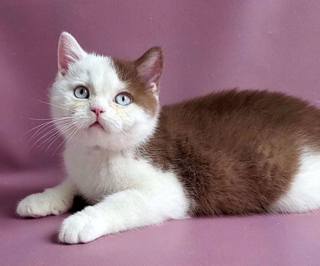Vito – Male