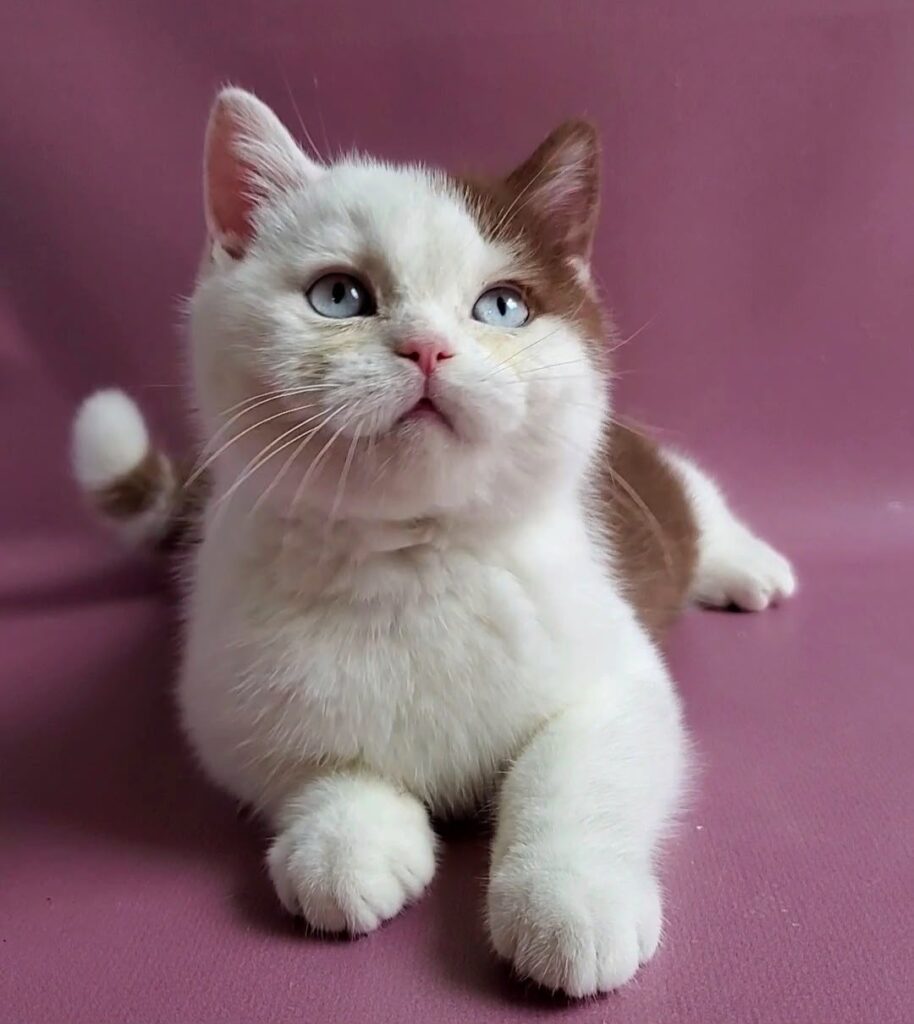 Vito – Male