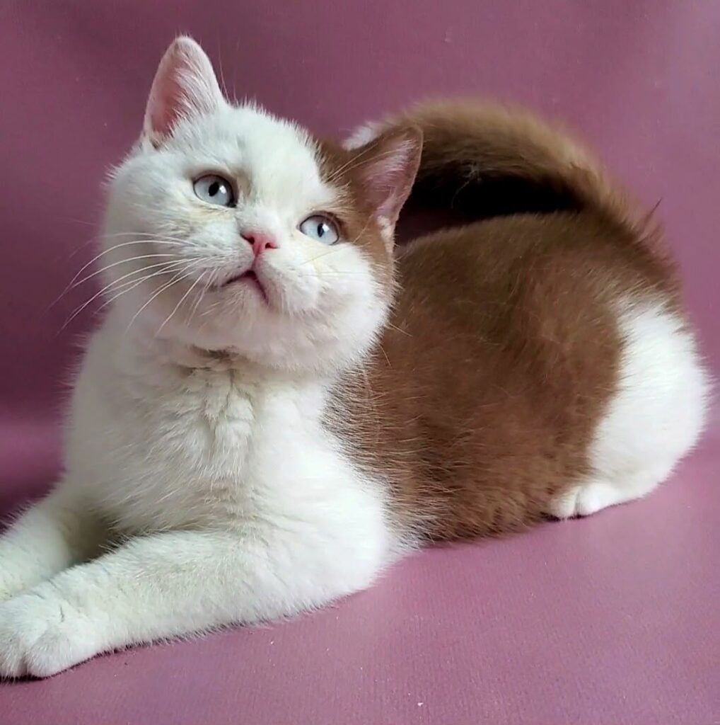 Vito – Male