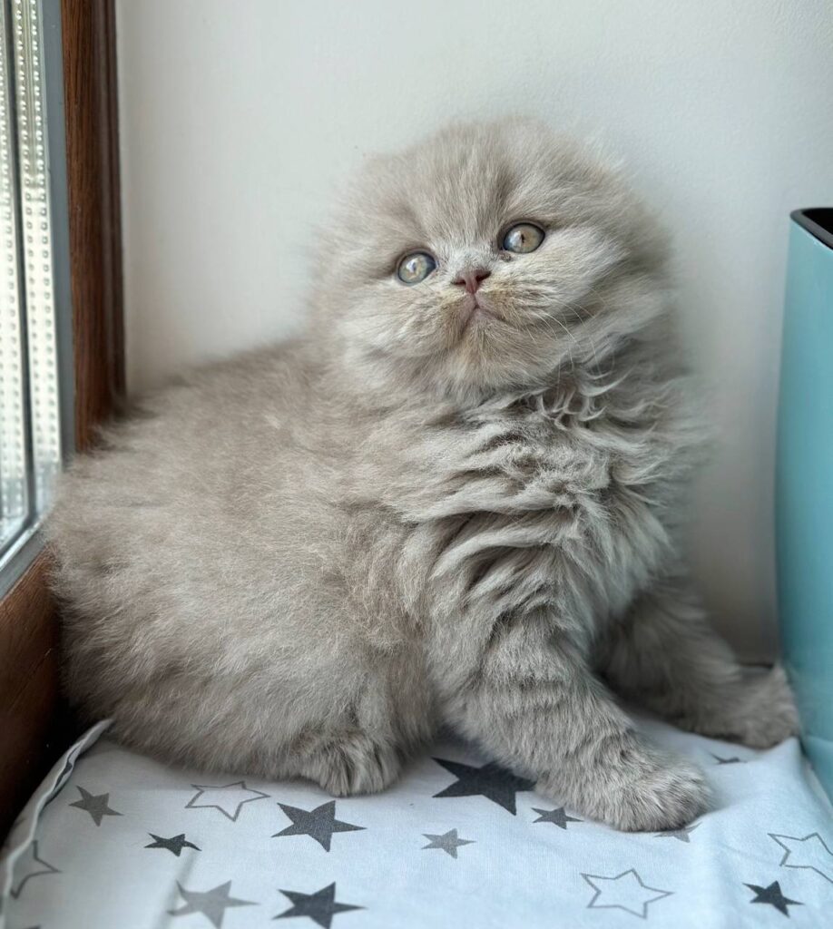 Lava – Female