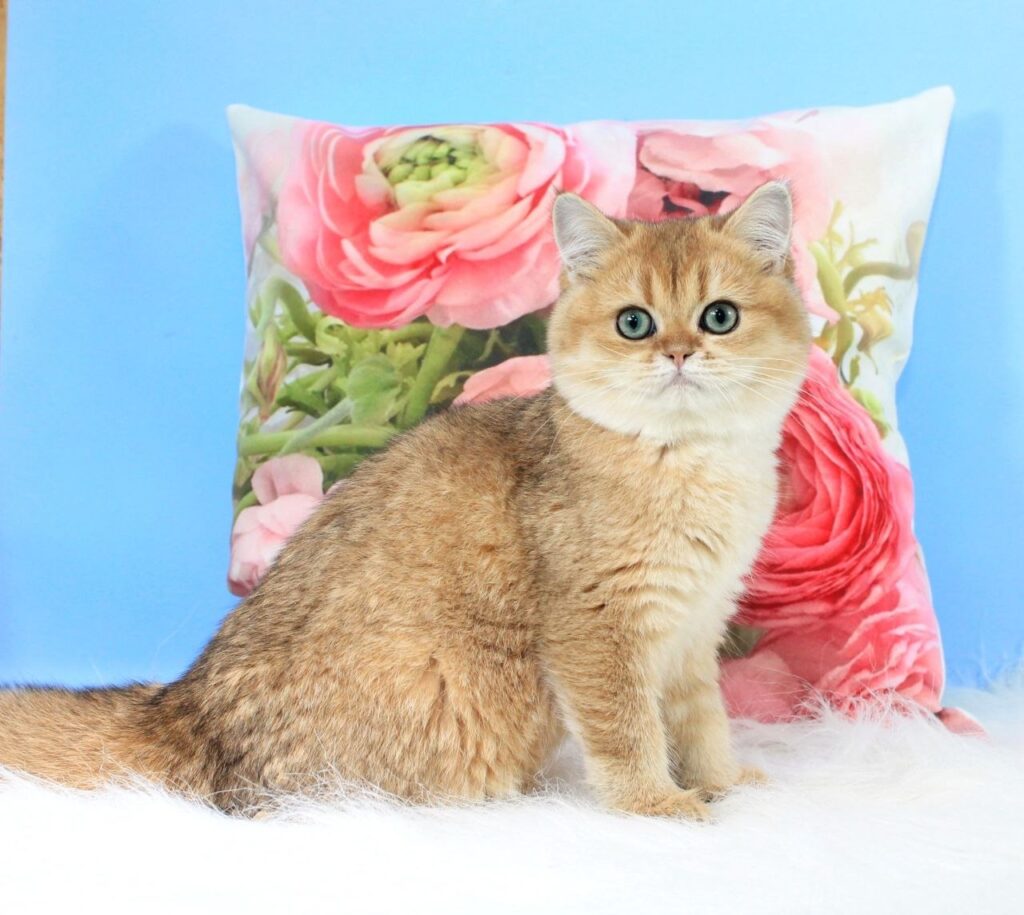 Richie – Male