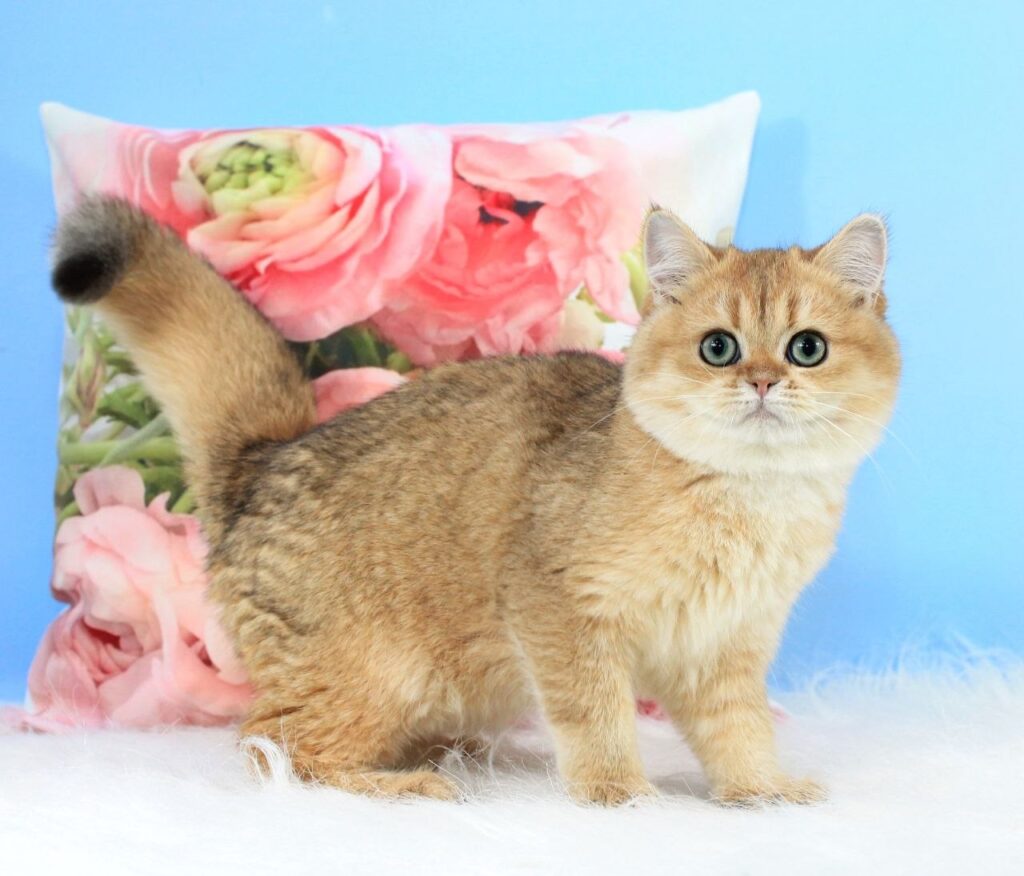 Richie – Male