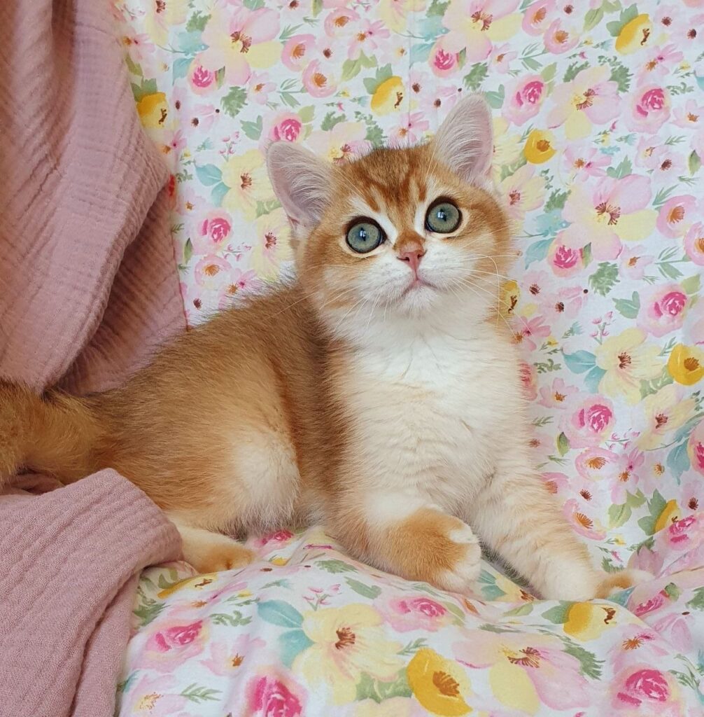 Walter – Male