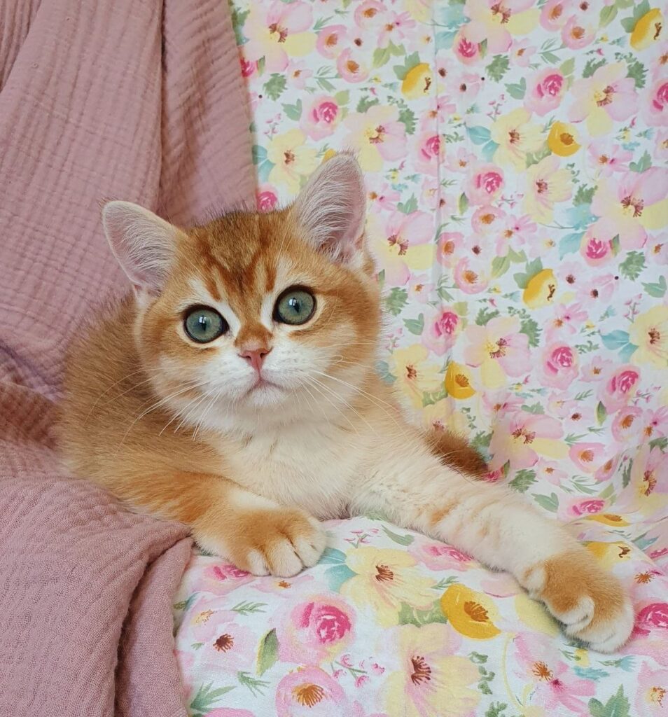 Walter – Male