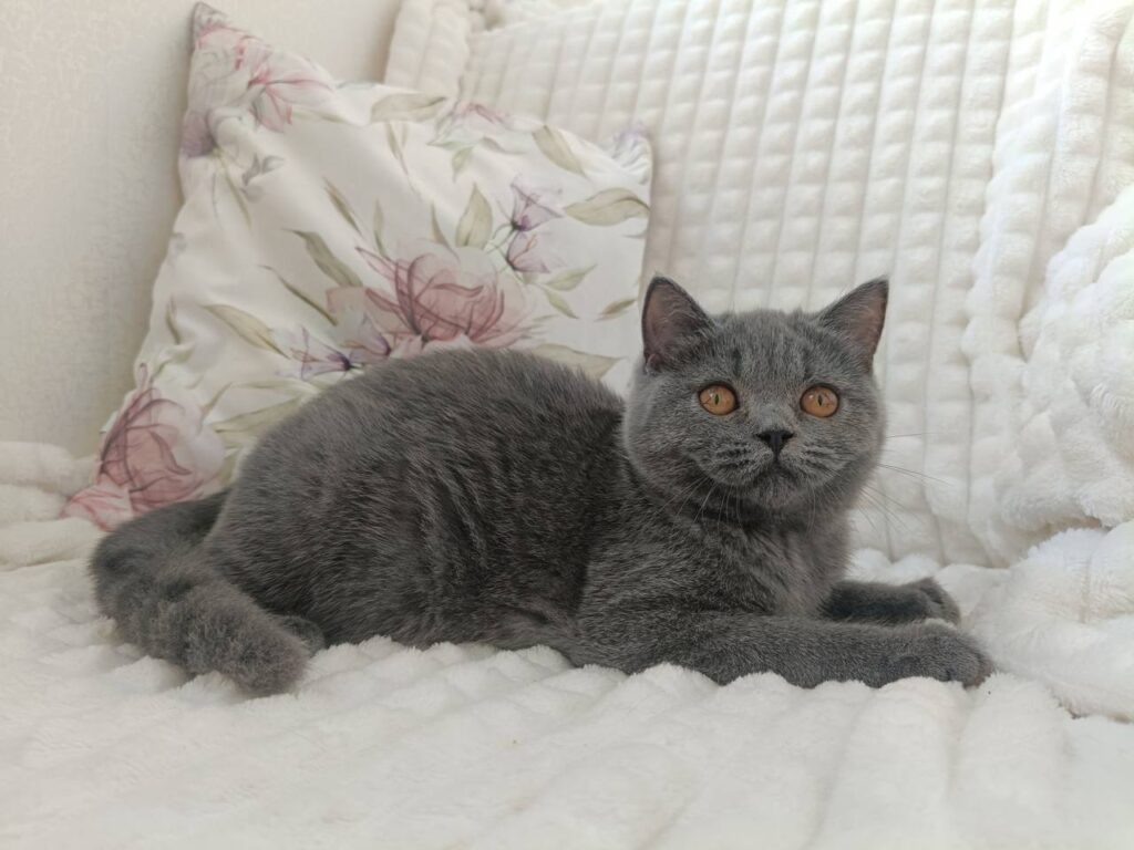 Willow – Male