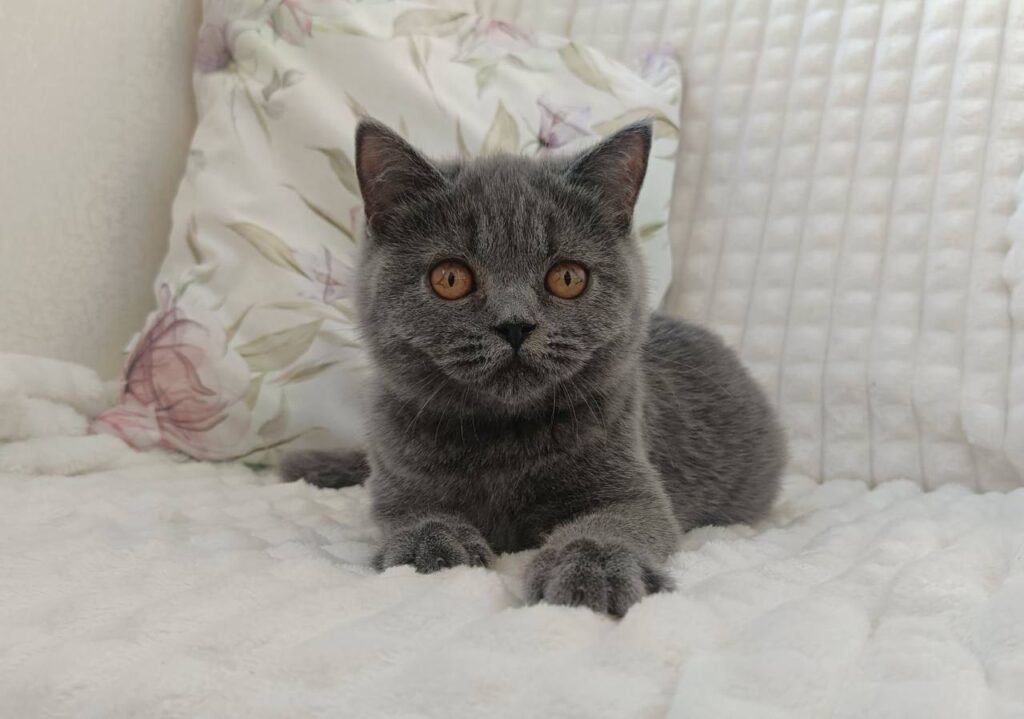 Willow – Male