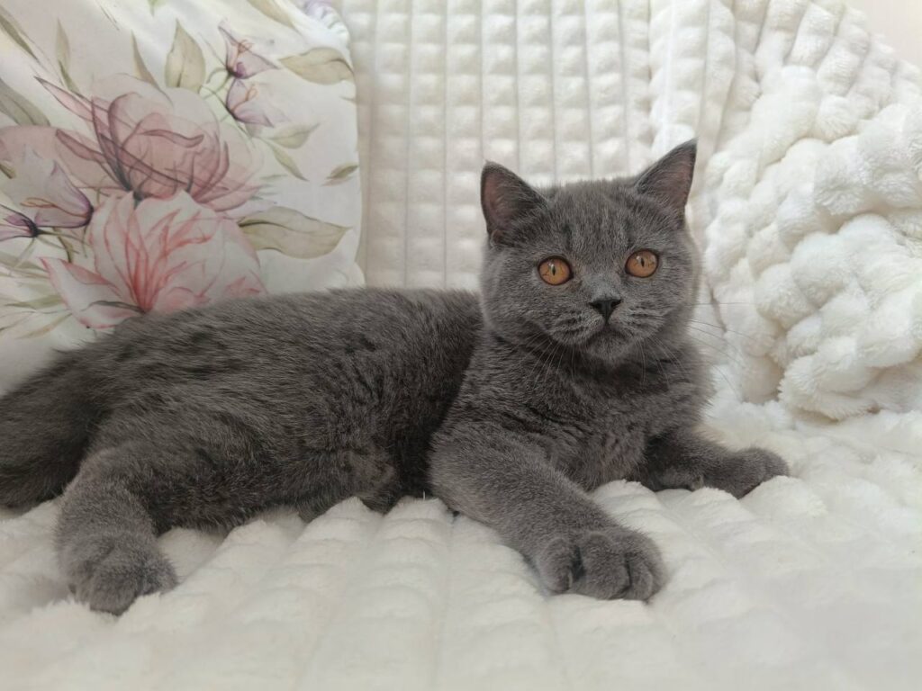 Willow – Male