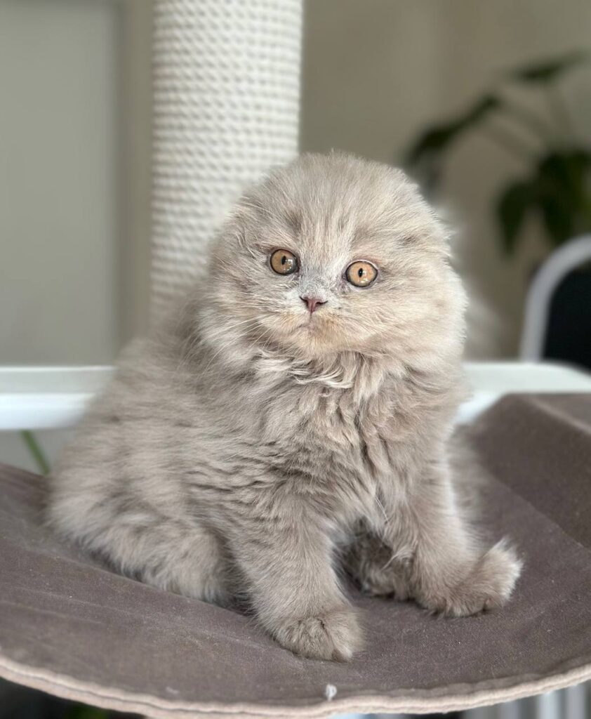 Lava – Female