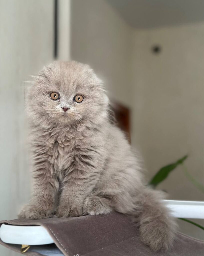 Lava – Female