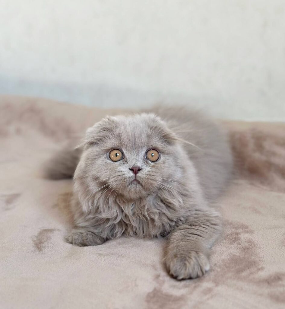 Lava – Female