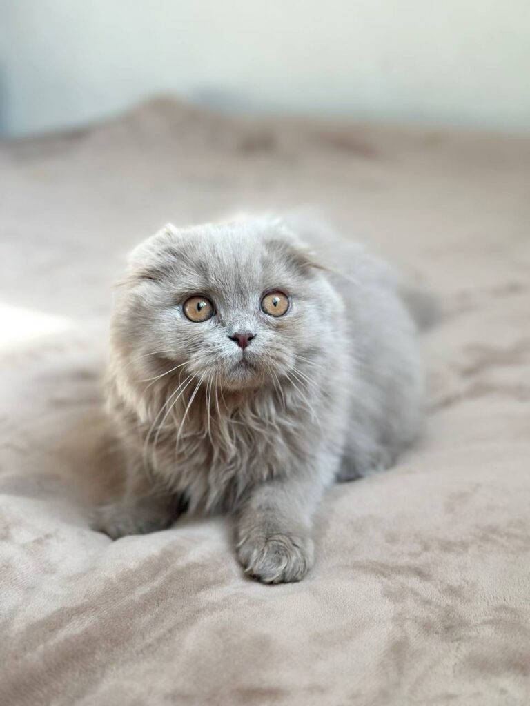 Lava – Female