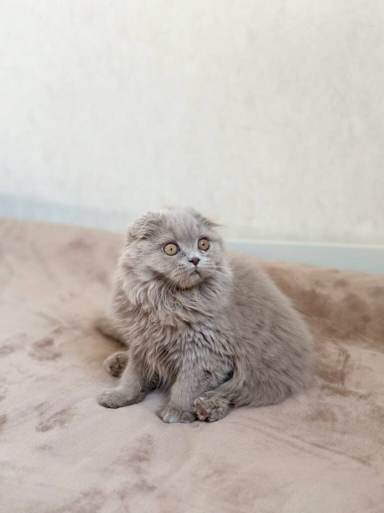 Lava – Female