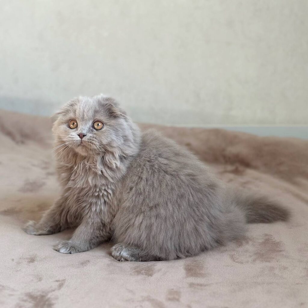 Lava – Female