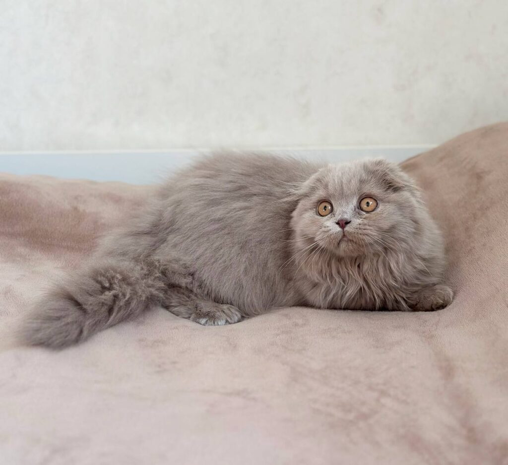 Lava – Female