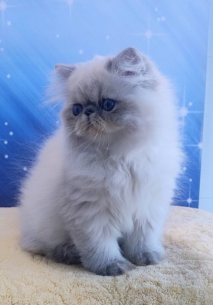 Harry – Male