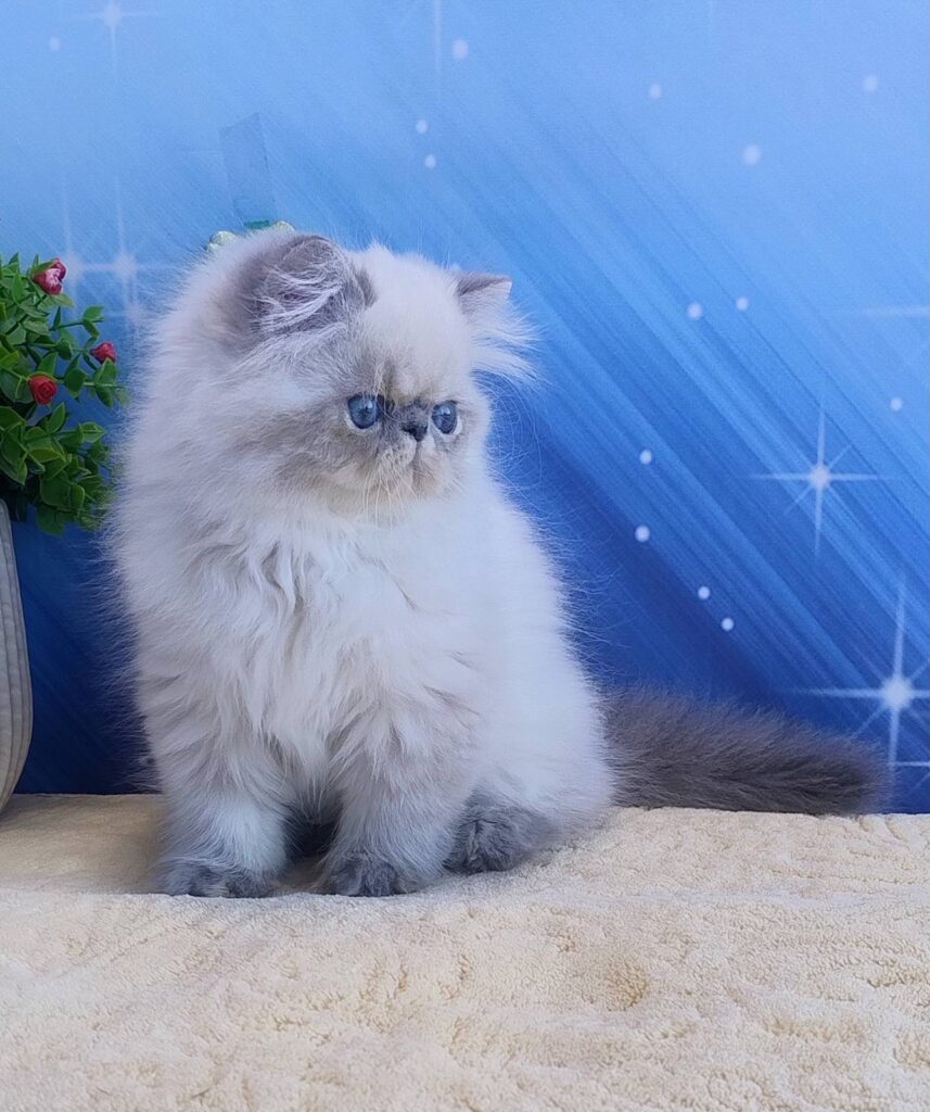 Harry – Male