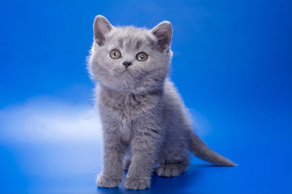 british blue