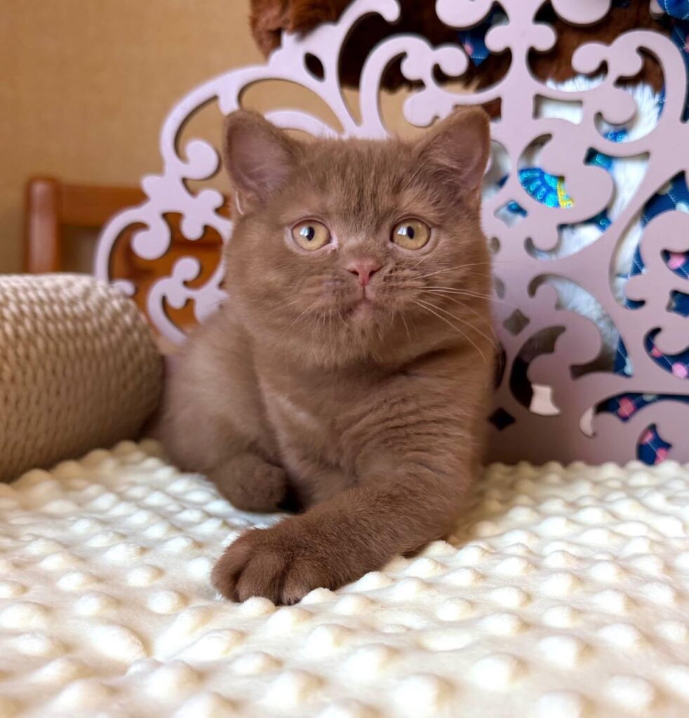 Tosha – Male