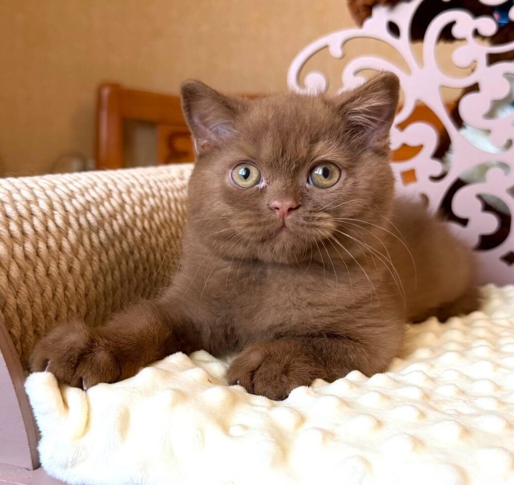 Tosha – Male