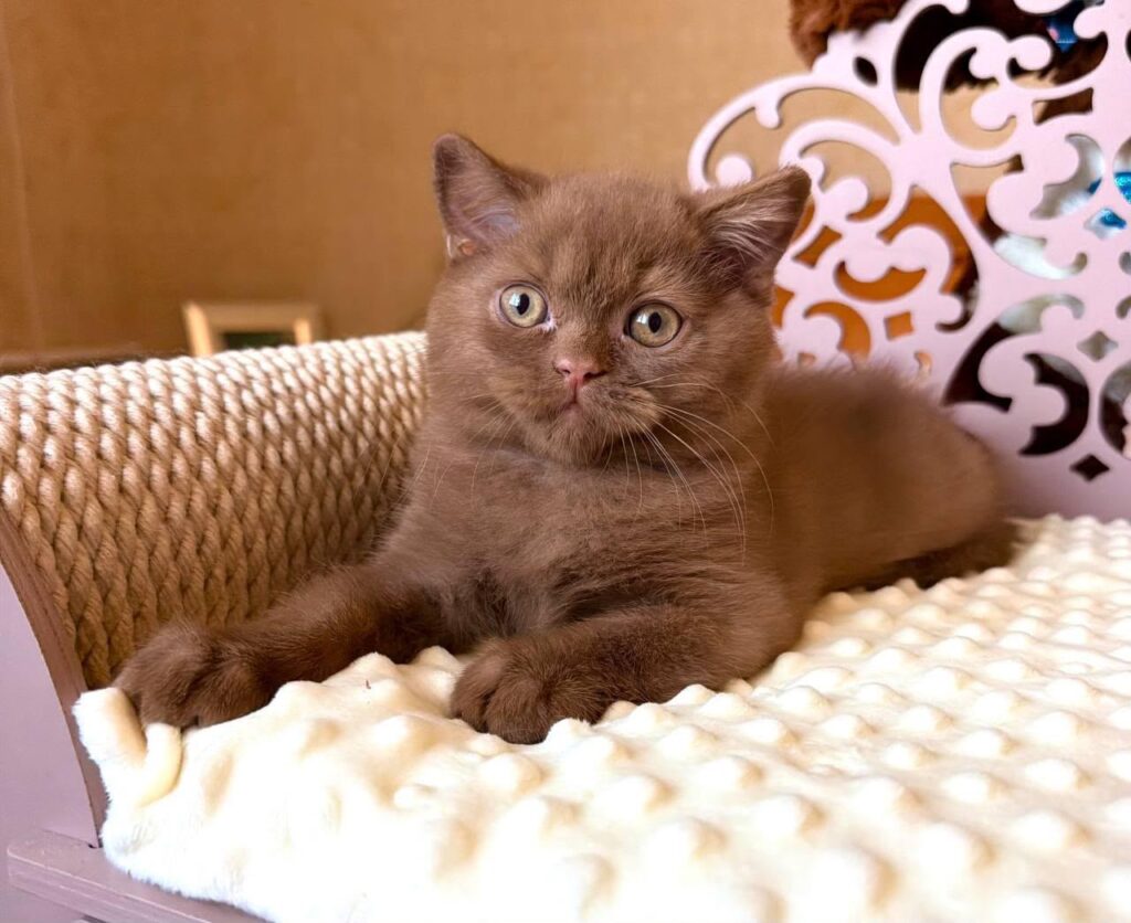 Tosha – Male
