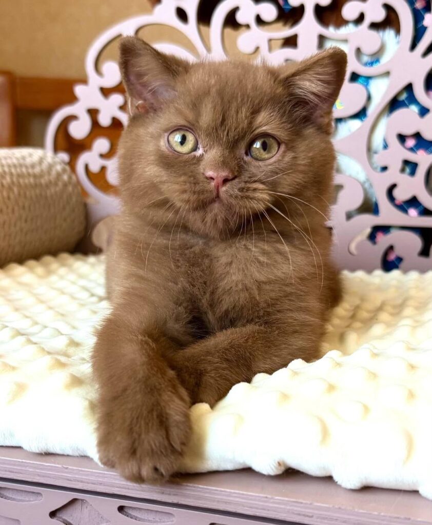 Tosha – Male
