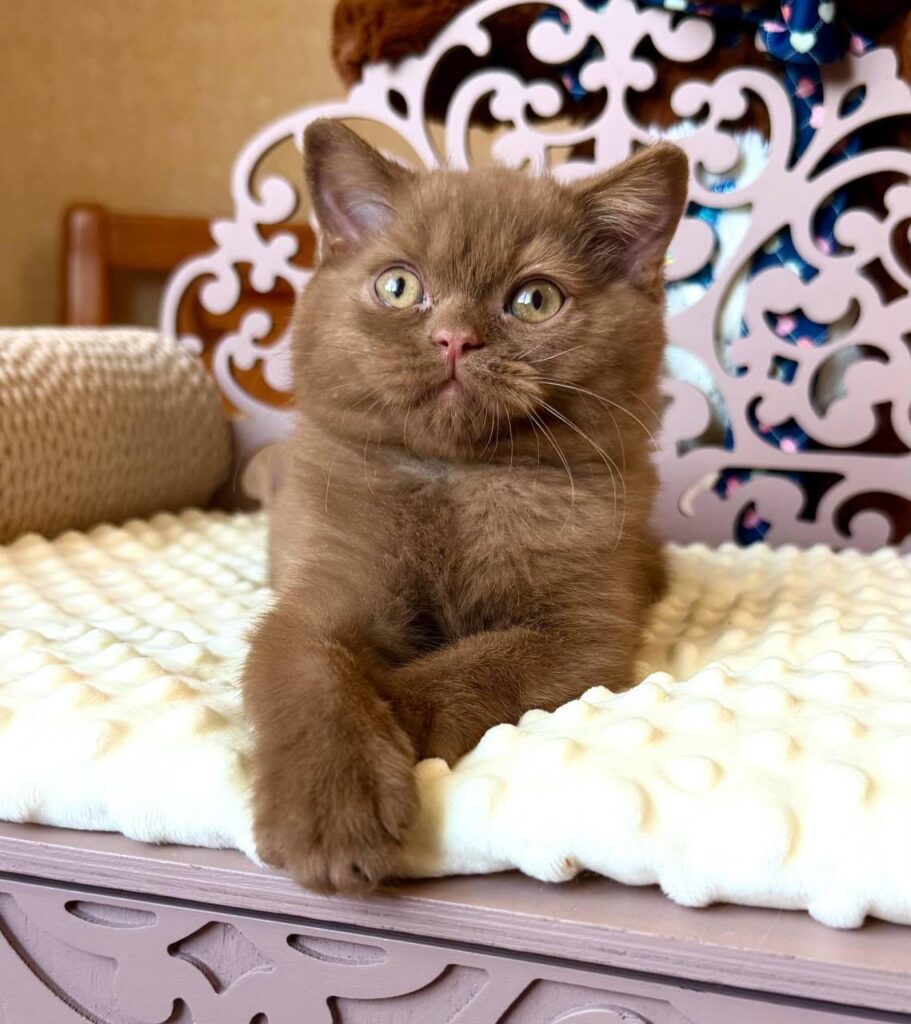 Tosha – Male
