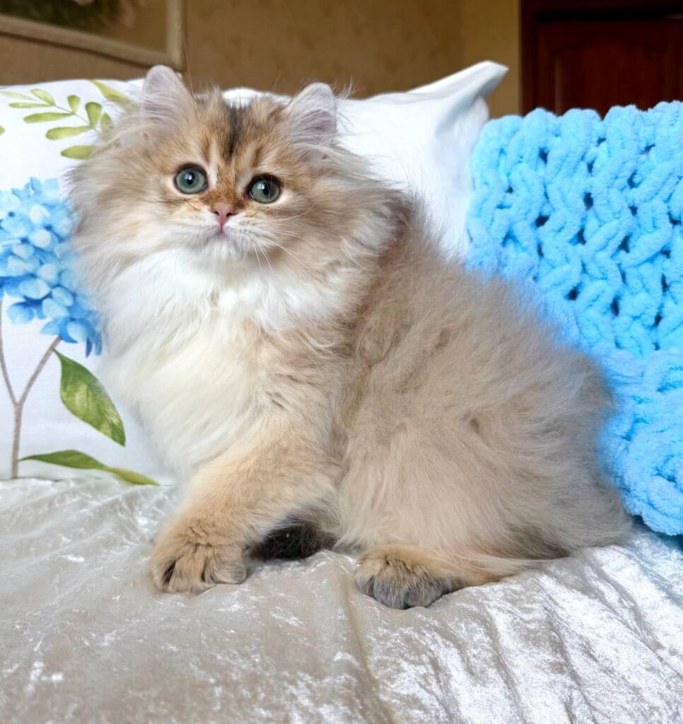 Cliff – Male