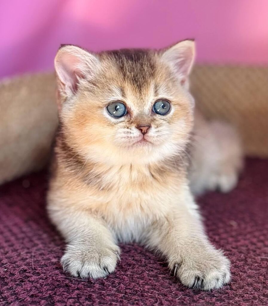 Sisi – Female