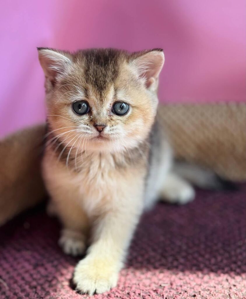 Sisi – Female