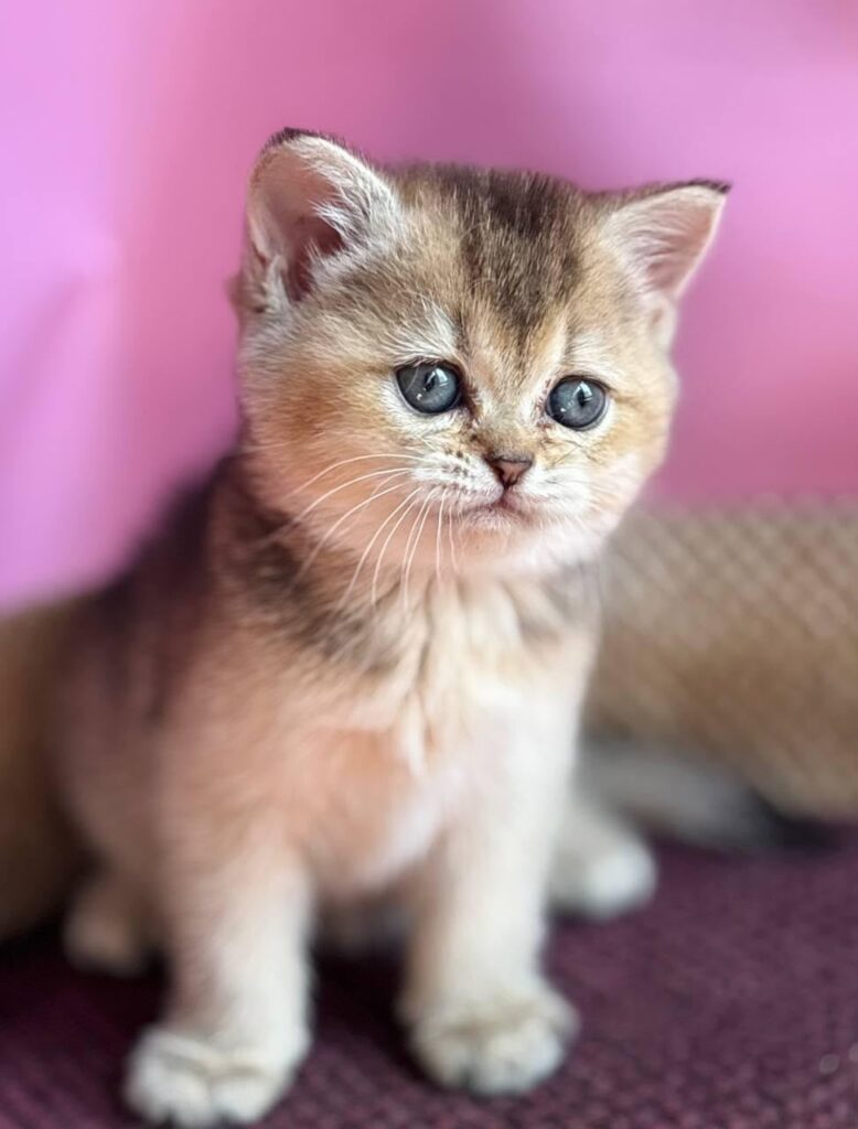 Sisi – Female