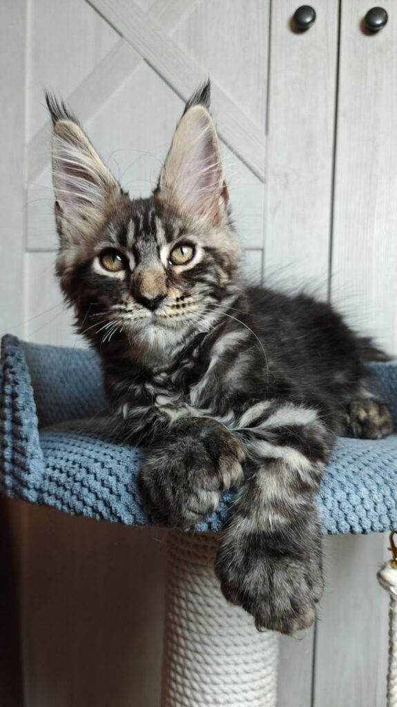 Zorro – Male