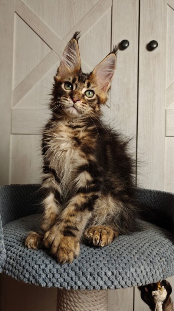 Zeppelin – Male