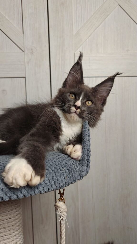 Amur – Male