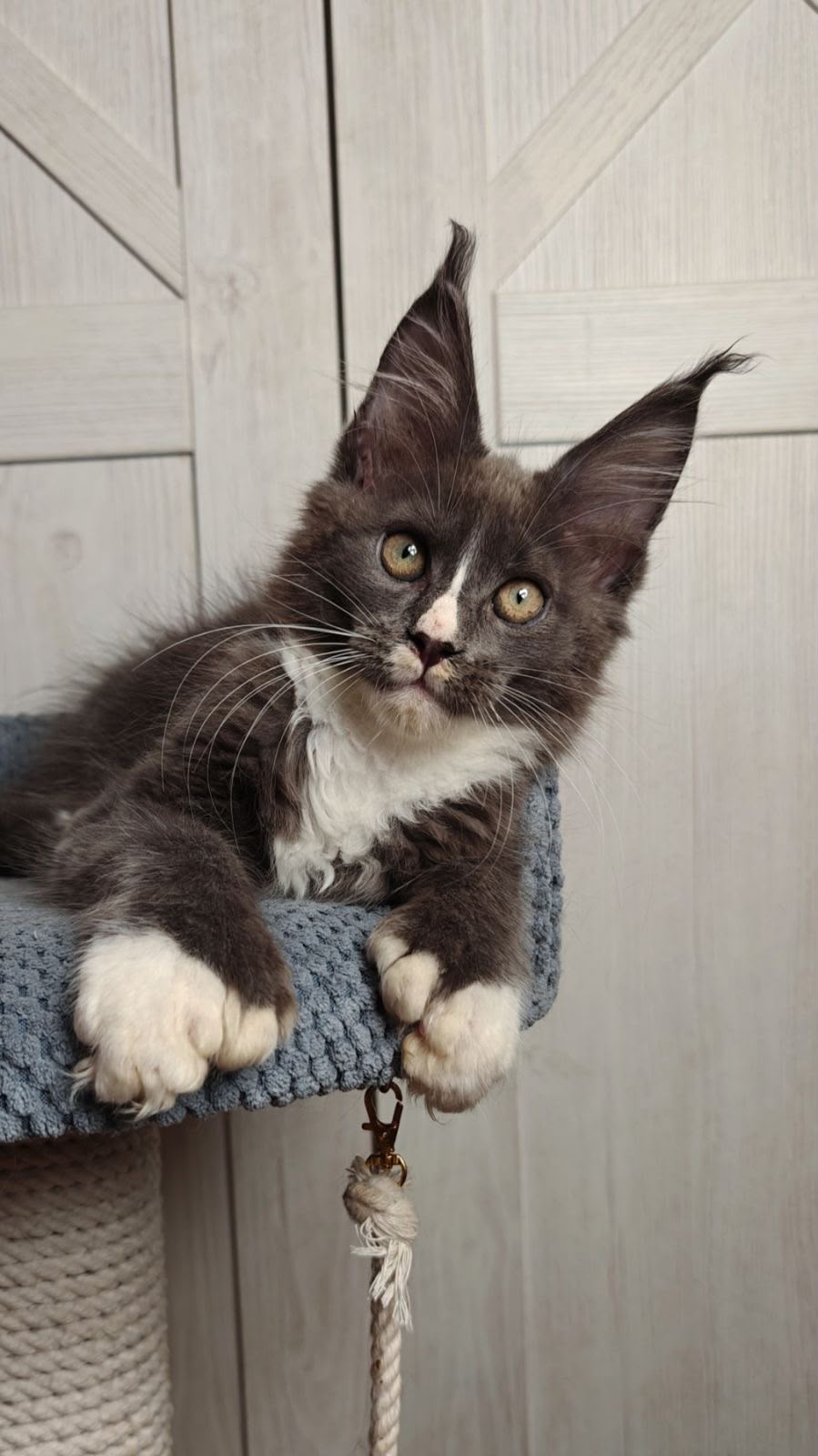 maine coon