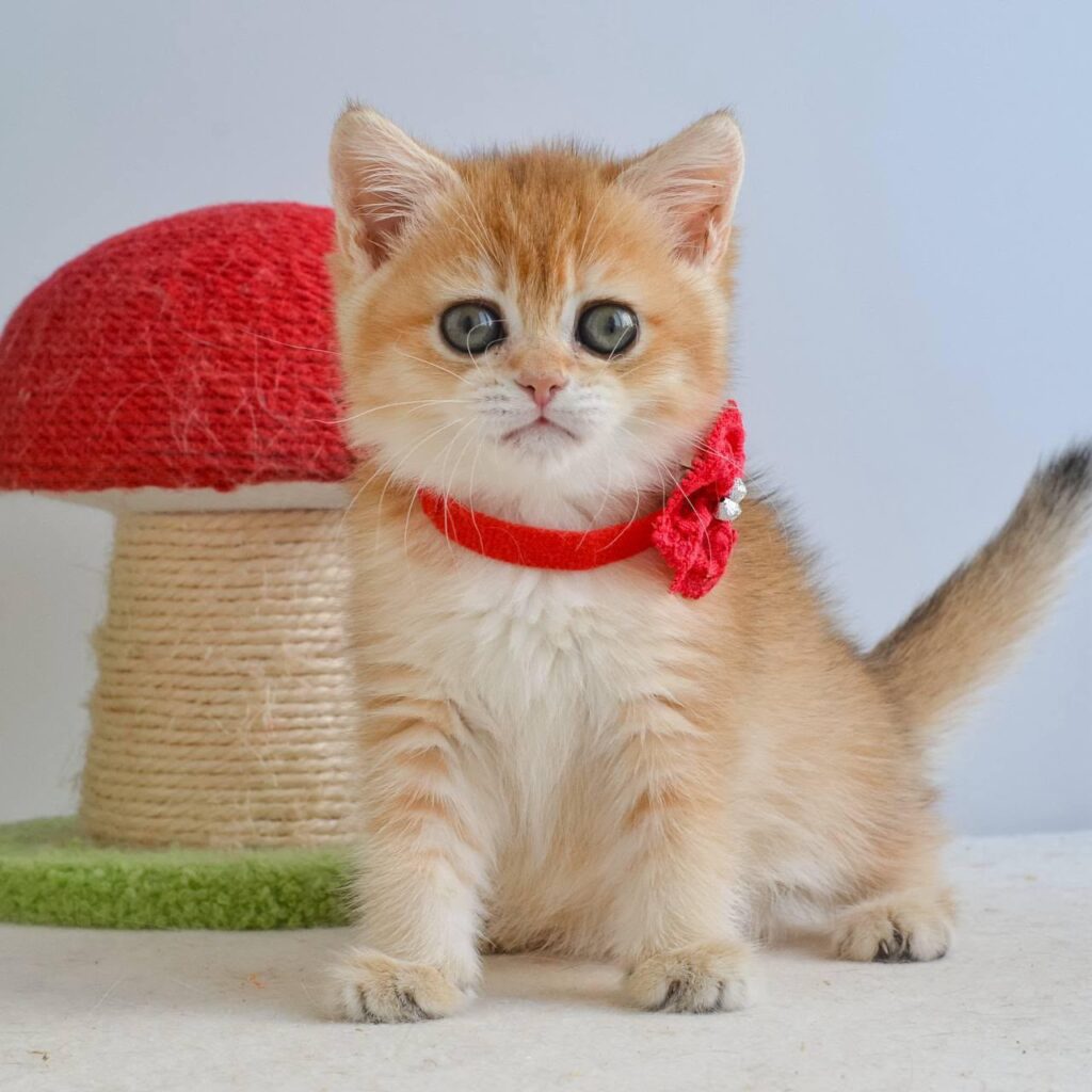 Haddie – Female