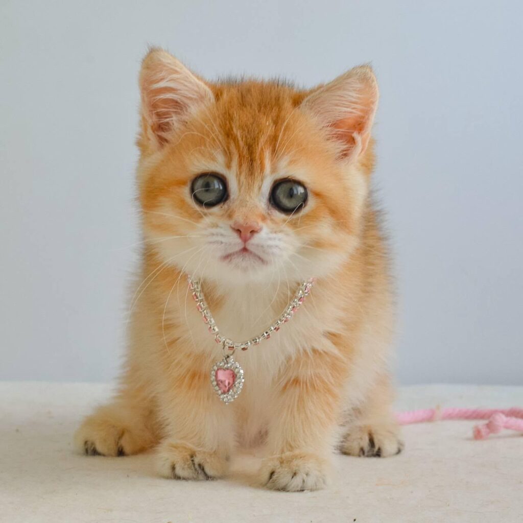 Haddie – Female