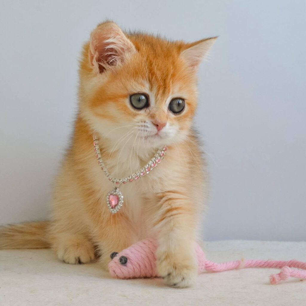 Haddie – Female