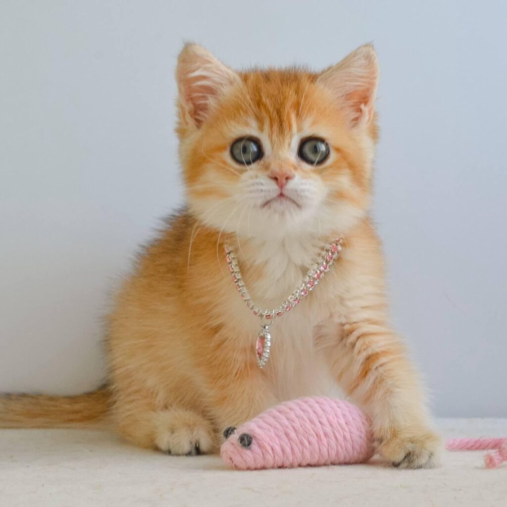 Haddie – Female