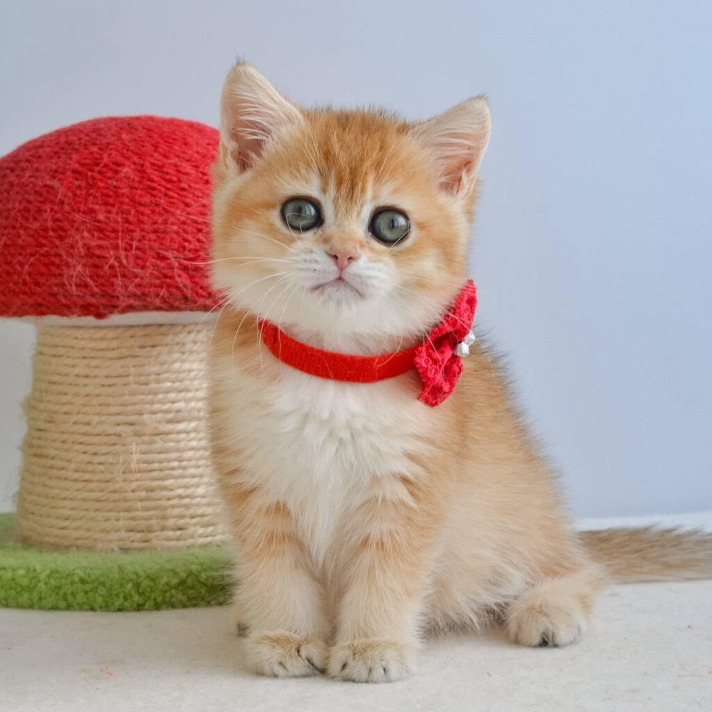 Haddie – Female
