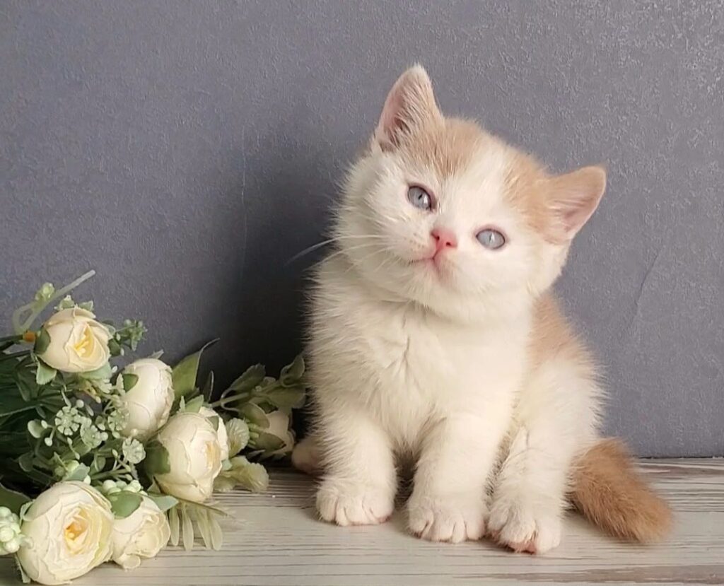 Duke – Male