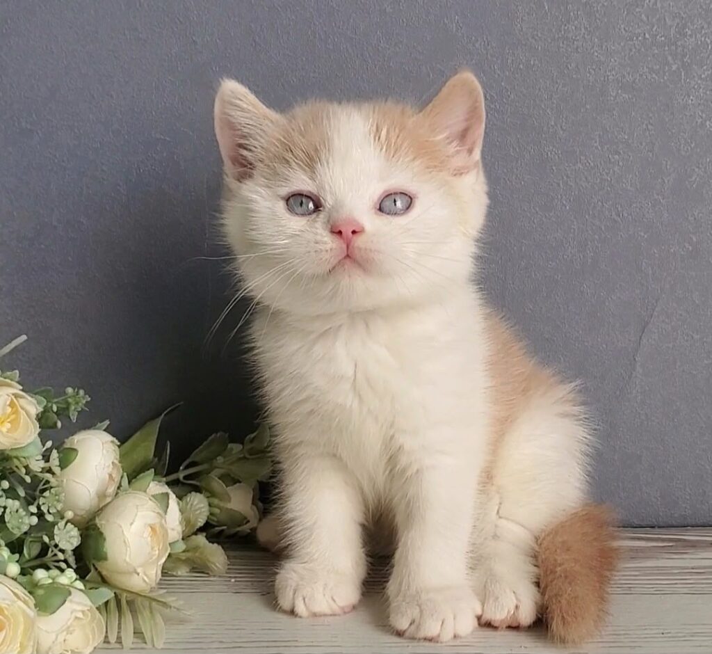 Duke – Male