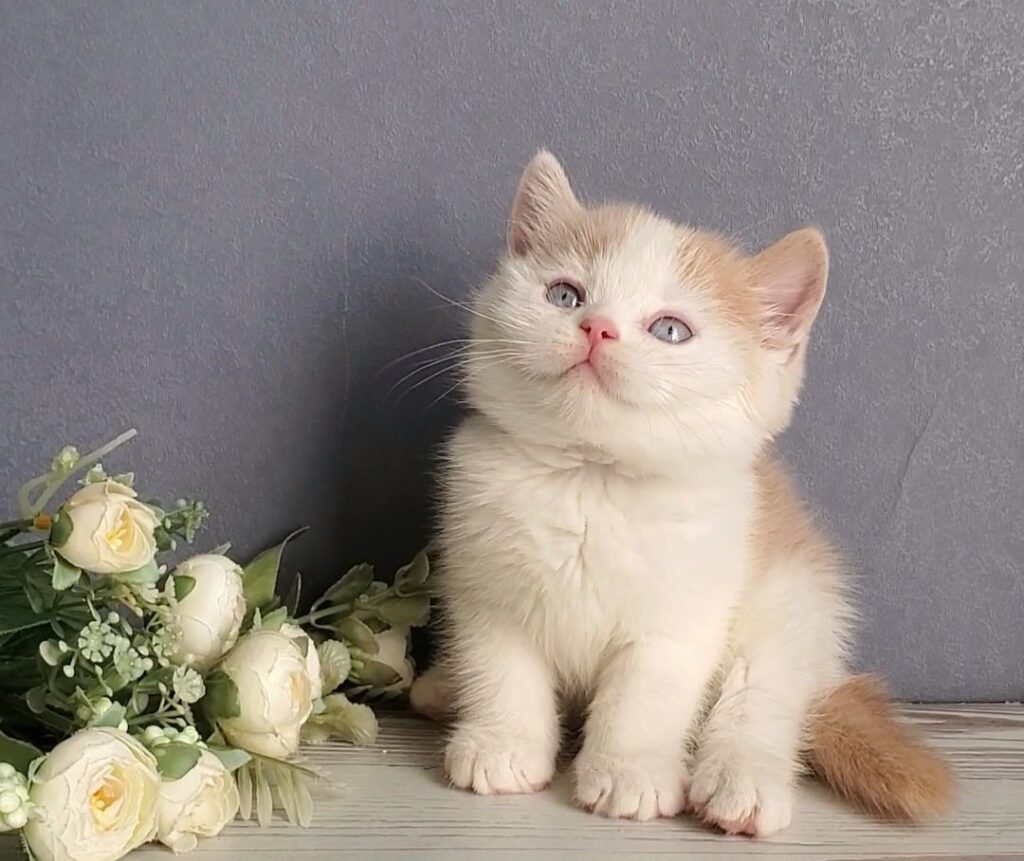 Duke – Male