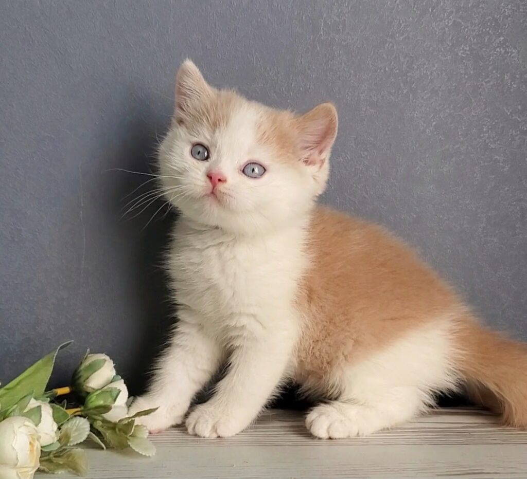 Duke – Male