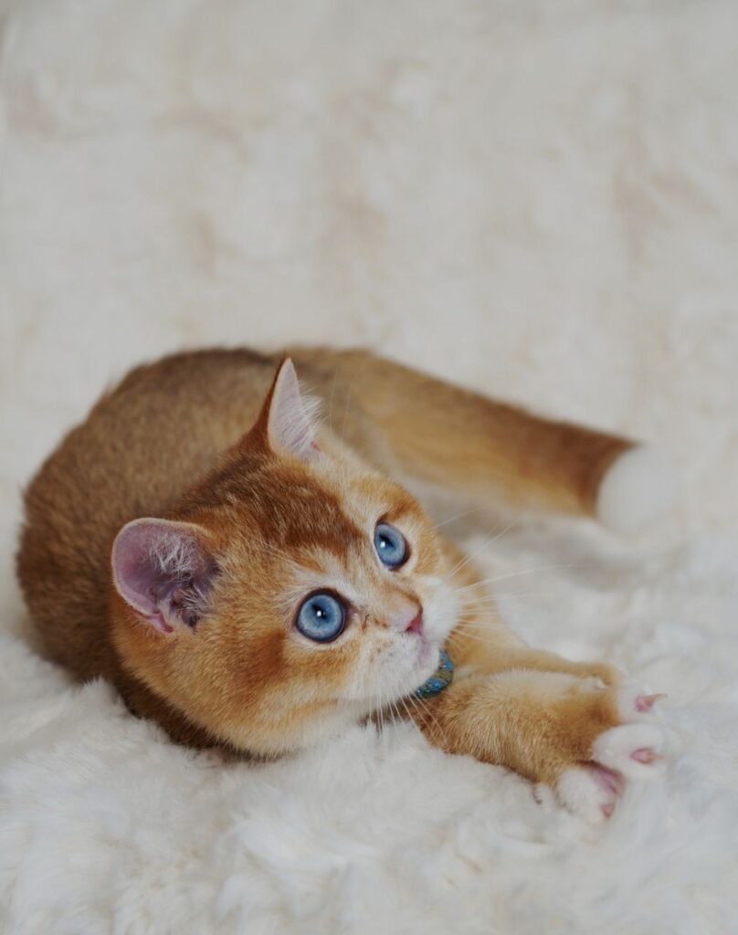 Teddy – Male